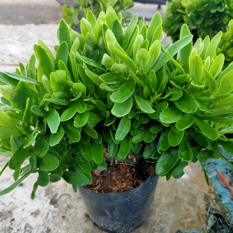 大棵绿植麒麟掌植物盆栽绿叶麒麟掌金麒麟缀化沙漠植物