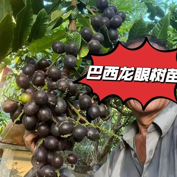 巴西龙眼裴济龙眼高端水果南北方种植盆栽地栽（带士带叶)