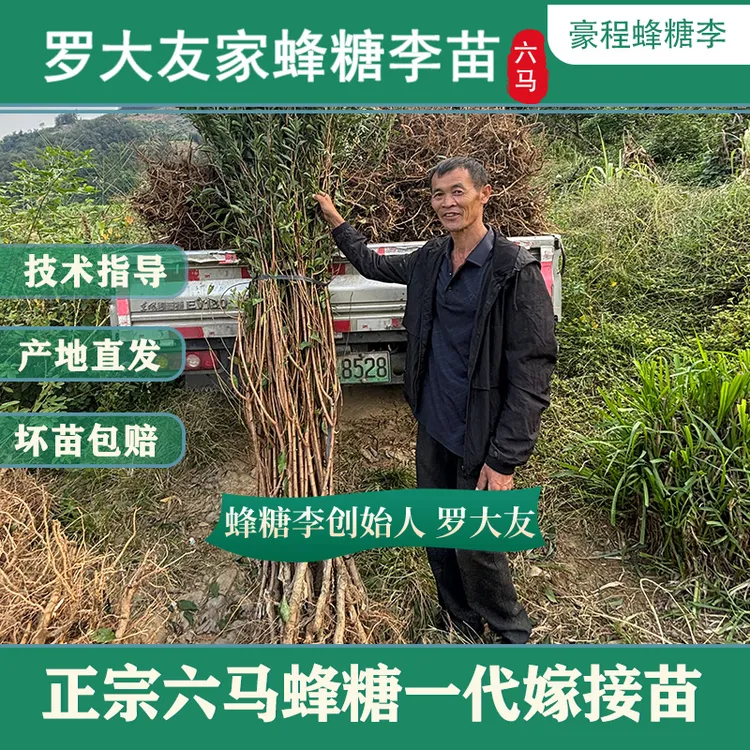 罗大友家贵州六马正宗蜂糖李苗蜂糖李嫁接苗青皮黄心现挖现发盆栽