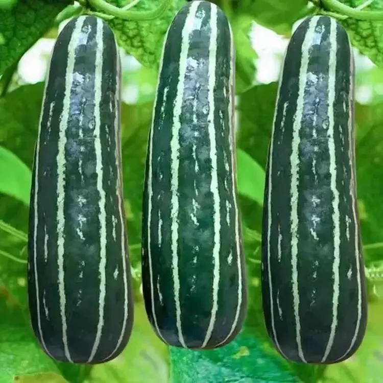 花皮梢瓜种子菜瓜脆嫩烧瓜嫩梢瓜孑春季四季农家菜园蔬菜酥瓜种籽