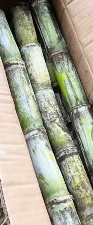陶山甘蔗陶山甘蔗果蔗青皮甘蔗新鲜水果整根原生态5斤顺丰产地发