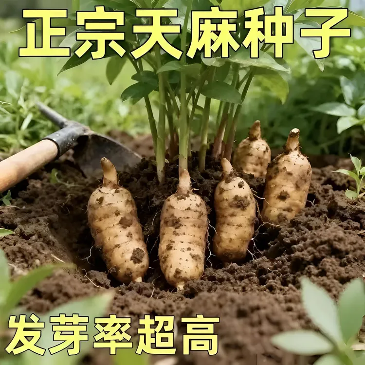 【天麻种子】春播种植当季高产新种盆栽阳台天麻种植蔬菜种商品图