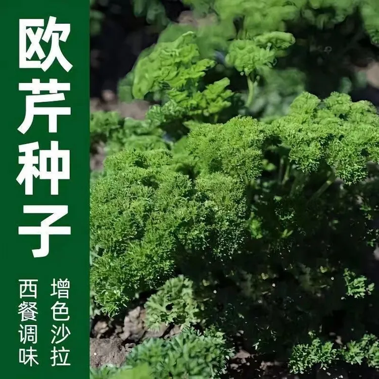 欧芹种子菊花叶调味香芹菜籽法芹香料欧芹盆栽蔬菜种子大全