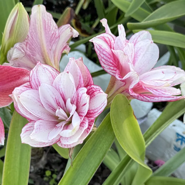 杂交朱顶红蔓玉，新开秋花，默认花叶，水苔护根发货