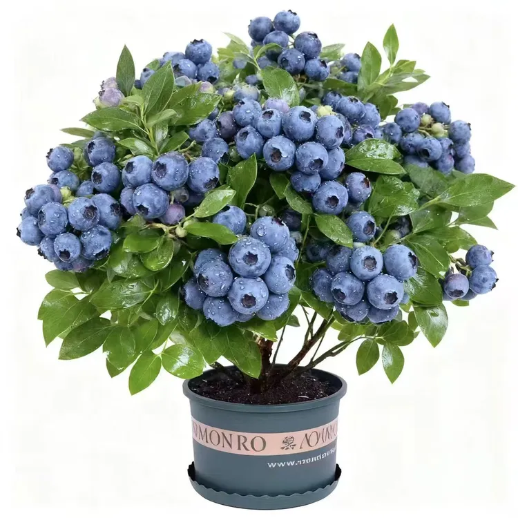 【蓝莓苗】【29】大苗加仑原盆原土高产适合南北方阳台庭院种植