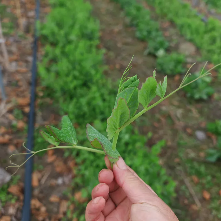 自家露天生态种植无农药豌豆尖 口感鲜嫩 当天采摘4斤顺丰包邮