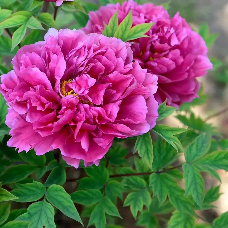 牡丹花苗盆栽高杆大苗庭院地栽室外种植大花卉洛阳牡丹花树苗牡丹商品图