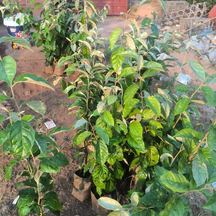 羊奶果苗带杯发货