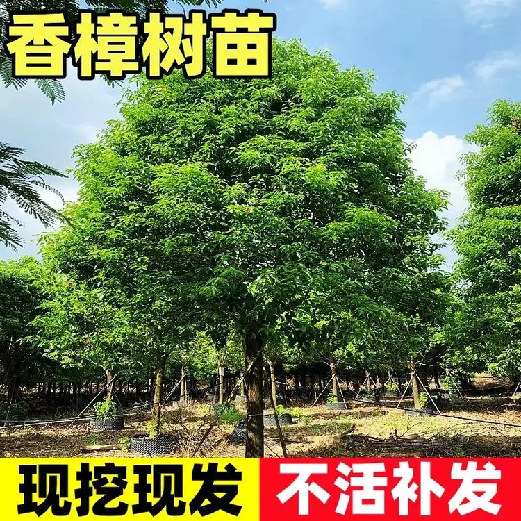香樟树苗工程行道树绿化四季常青南北方庭院种植小叶龙脑樟驱蚊虫
