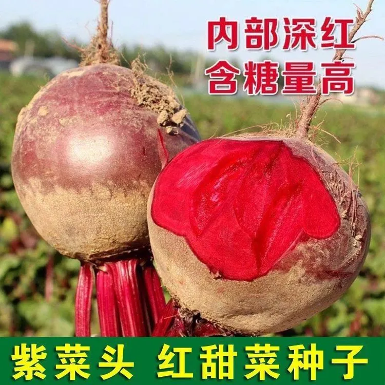 红甜菜根种子紫菜头春秋播种甜菜种子农家老品种