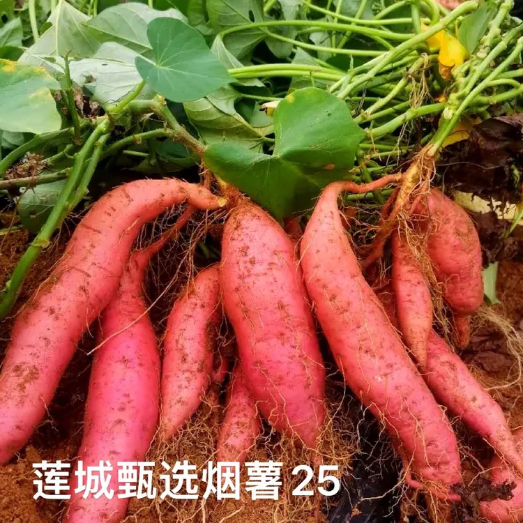 [莲城甄选】助农大连烟薯25糖心流油5斤(25年新挖地瓜)