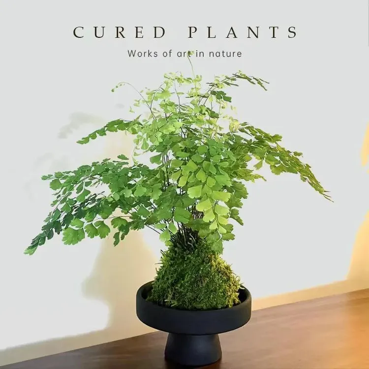 苔藓球铁线蕨盆栽居家室内客厅办公室蕨类绿植物盆景蕨类绿植水培