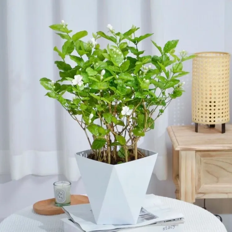【重瓣浓香型香水茉莉花】原盆原土茉莉花苗盆栽花卉绿植室内外种植