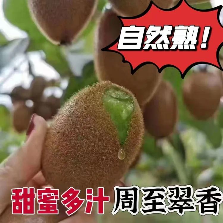 陕西翠香绿心猕猴桃当季新鲜水果香甜多汁现摘现发代发整箱批发