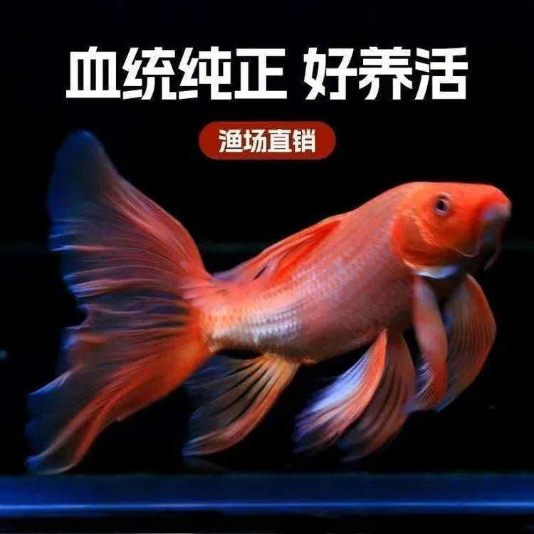 台湾纯种纯色普身招财纳福红色蝴蝶锦鲤观赏鱼冷水淡水鱼好养耐活