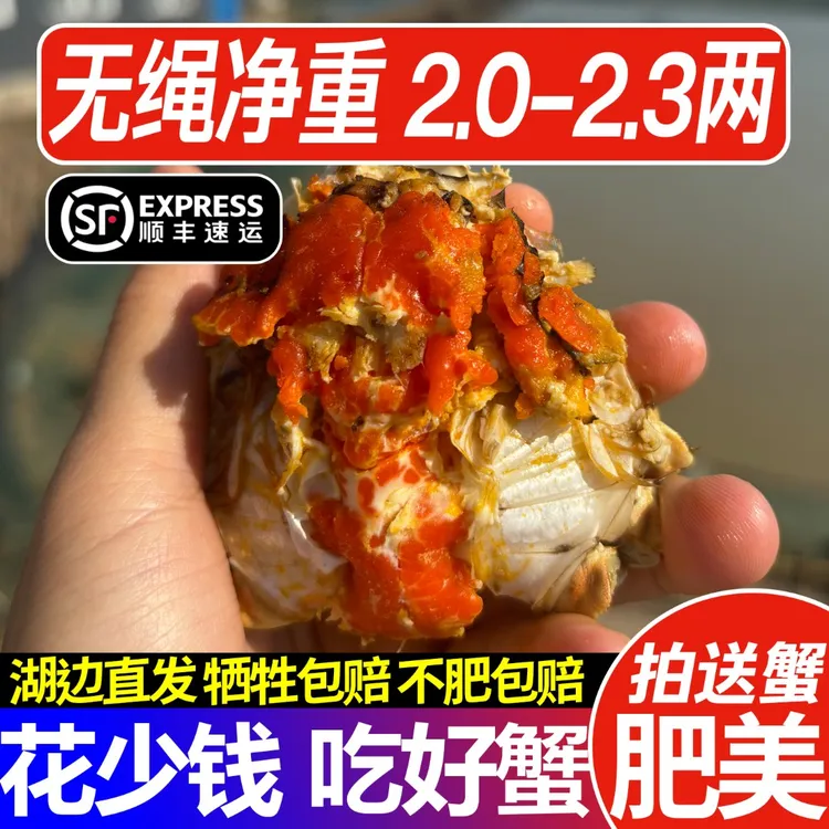 【活蟹】全母蟹硬黄2.0-2.3两买8只送2只去绳净重江苏大闸蟹顺丰包