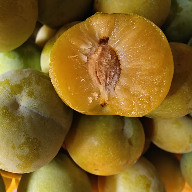 品牌热售50万件贵州六马正宗蜂糖李子树苗原产地特产直发