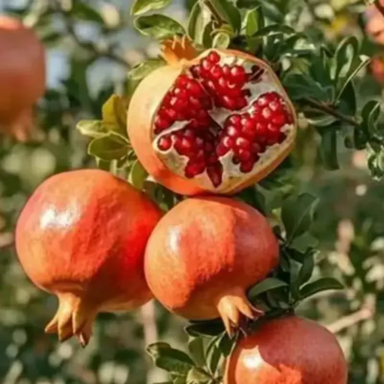 无籽石榴苗突尼斯软籽石榴树苗黑子石榴树果树南北方种植