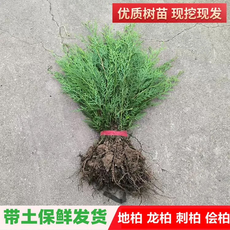 侧柏树苗塔柏扁柏松柏侧柏树苗圆柏园林绿化宝塔松龙柏刺苗带土包