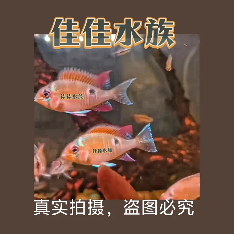 野南美食土鲷合集✨野生食土鲷 热带观赏鱼活体