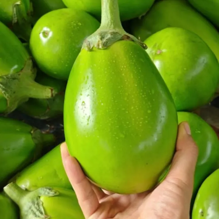 【优质5斤装】当季蔬菜农家自种当季头茬无籽青茄子新鲜采摘绿茄子