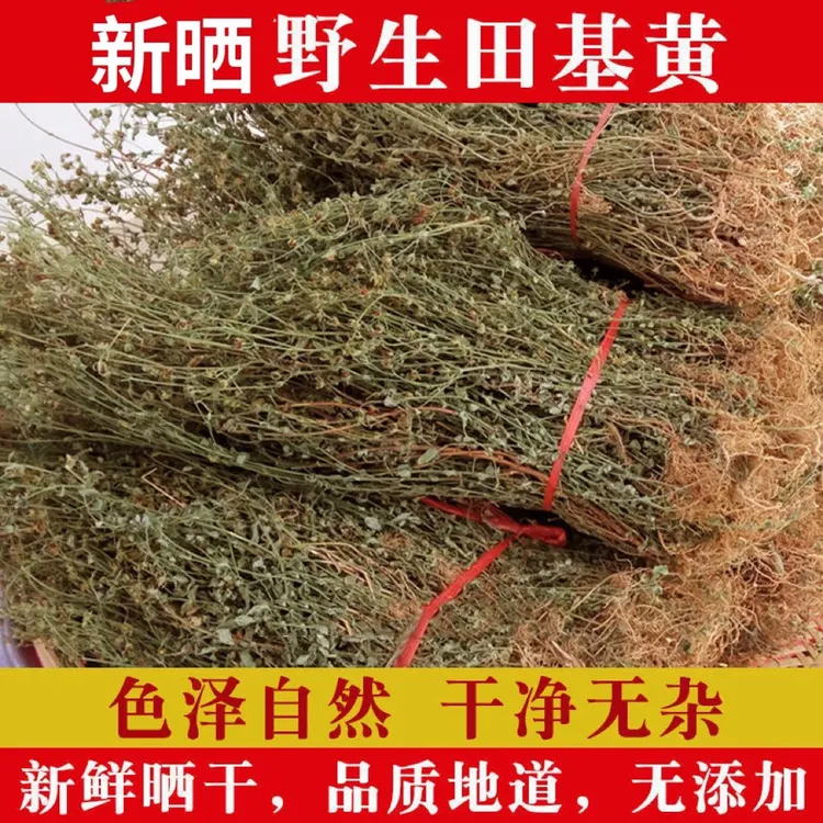 广西野生田基黄地耳草黄花草雀舌草干货250g-500g包邮另售益母草