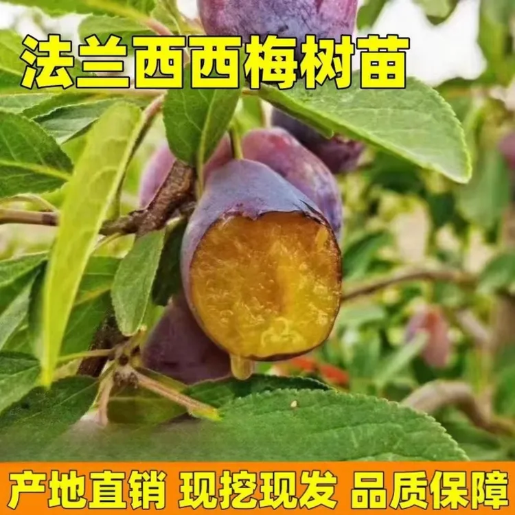 西梅树树苗法兰西西梅苗特大李子苗南北方庭院盆栽地栽果树嫁接苗