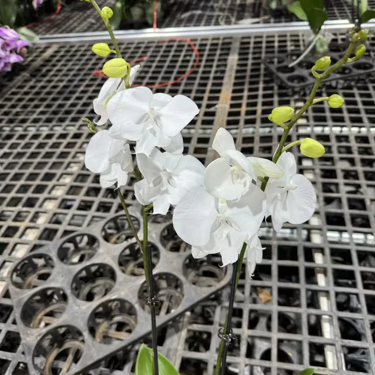 蝴蝶兰【冰雪女王】室内精品花卉昆明直发