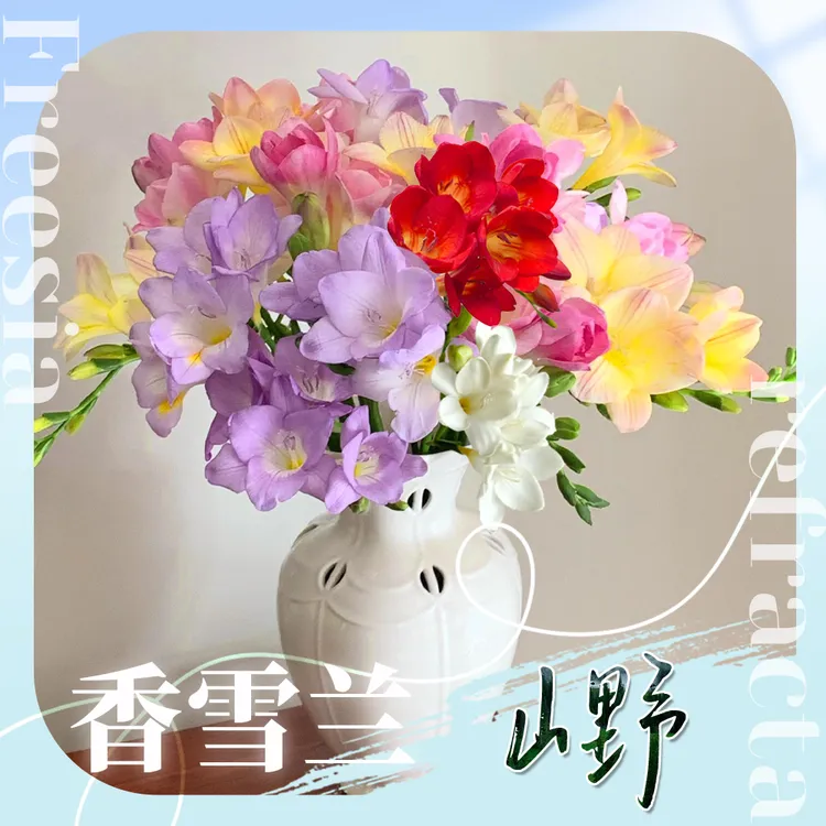 【多色香雪兰】小苍兰随机3~4色丨香水原料花苞发货，养一周开花