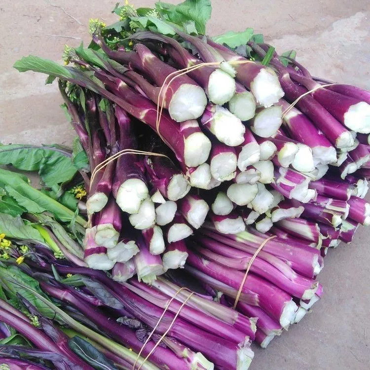 湖北红菜苔农家自种露天紫菜苔菜红子现摘新鲜红菜苔