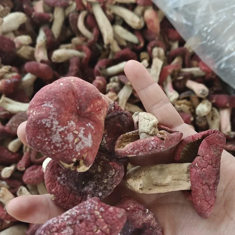 【野生红菇】月子菇未开伞煲汤美味滋补佳品