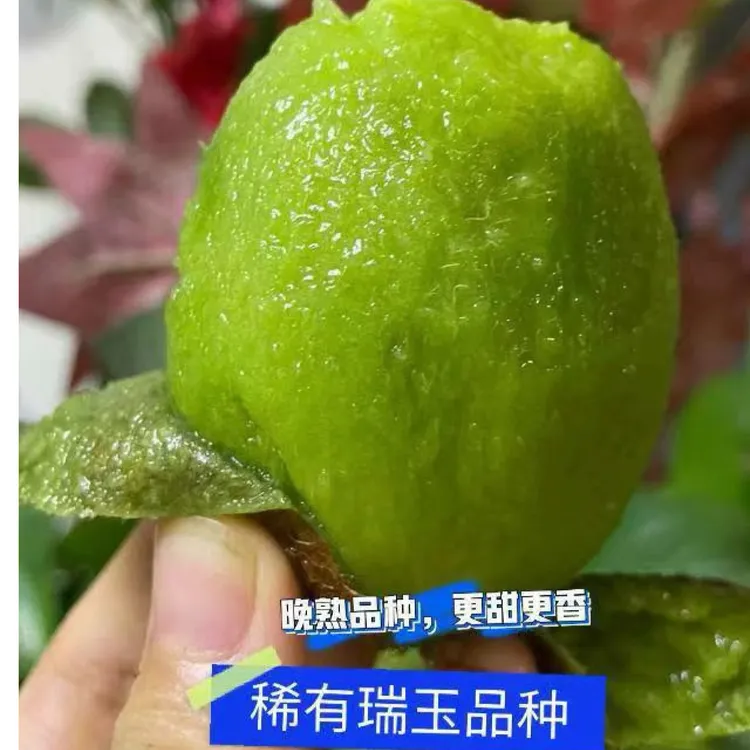 （顺丰快递）陕西纯甜正宗瑞玉猕猴桃70-150克