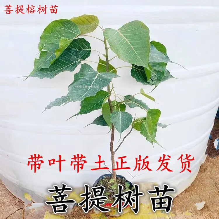 菩提树苗 金刚菩提子树苗 印度菩提树苗佛树菩提树苗带叶带土发货
