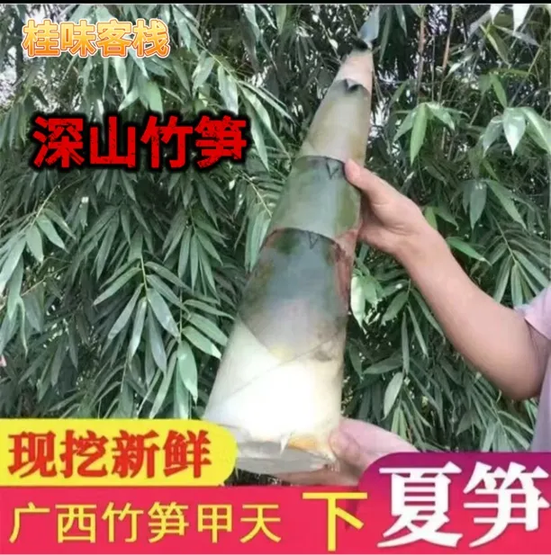 广西大山大头竹笋新鲜现挖当季美味竹笋可做酸笋农家竹笋新鲜竹笋