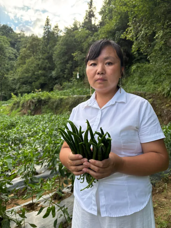 正宗贵州遵义本地新鲜青椒&（二荆条）