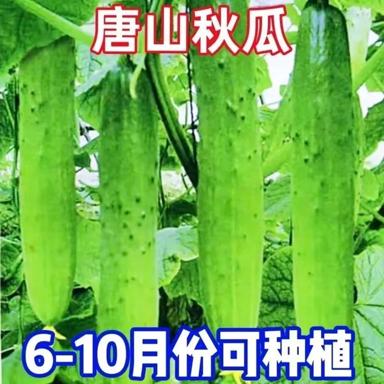 唐山秋瓜种子秋黄瓜高产水果黄瓜阳台盆栽易播种春季秋季蔬菜种子