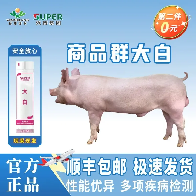 秀博猪种精大白母猪原种第一代大白公猪二元母猪秀博基因猪种精液