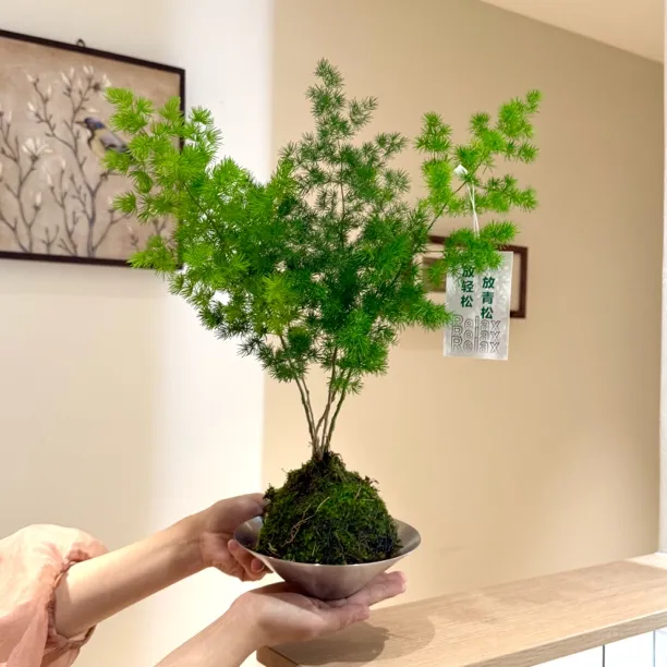 苔藓球蓬莱松盆栽办公室绿植好养活室内桌面家养植物小松树盆景