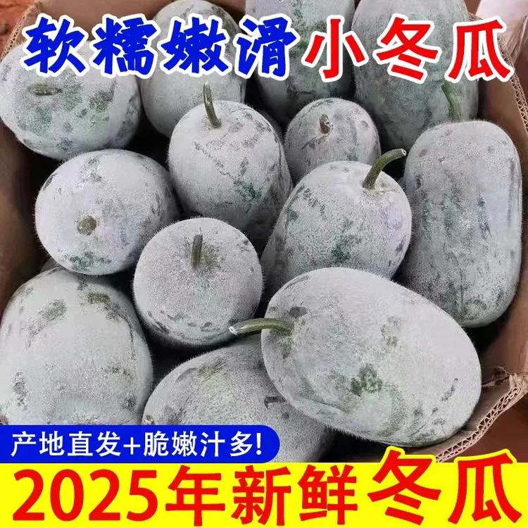 新鲜迷你小冬瓜现摘现发可生吃凉拌煲汤的清香佳品