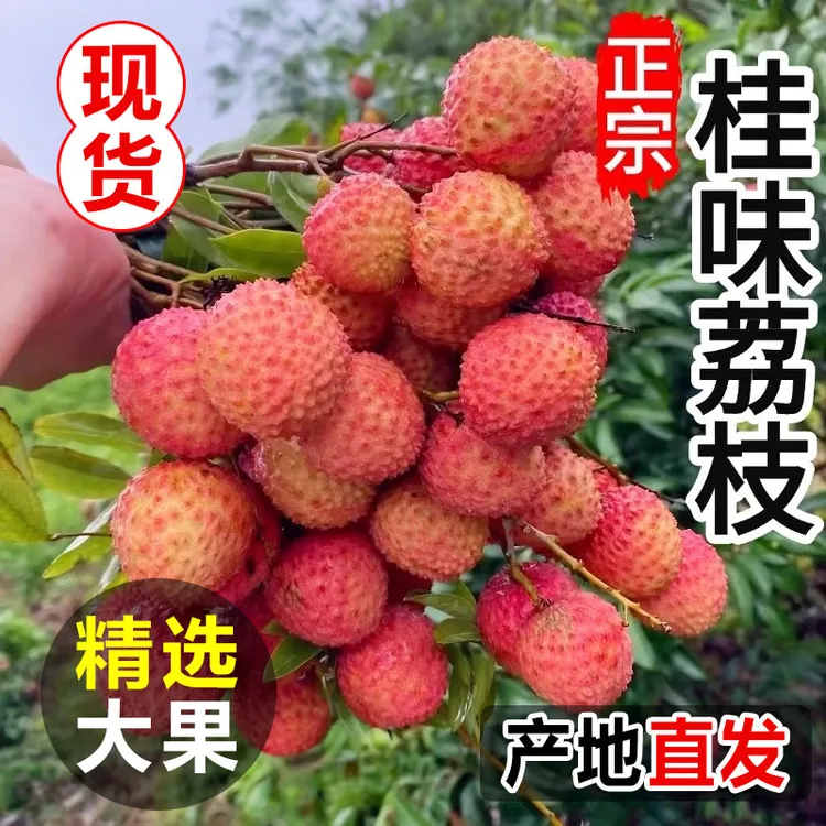 正宗桂味荔枝当季新鲜水果现摘老树大果包邮广东鹤山特产宅梧荷村