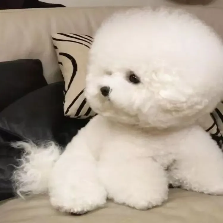 【天成犬舍】韩系比熊精品狗狗比熊宠物活体链接-W-A079