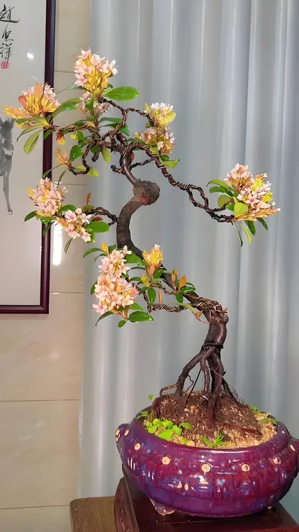 一物一拍、栀子花与海岛春花、组合盆景、美观造景佳品