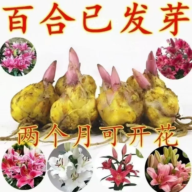 香水百合四季赏花重瓣大花朵花型阳台庭院低温春夏秋冬种植发芽