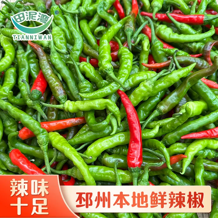 邳州本地小尖椒现摘现发特辣新鲜辣椒徐州邳州农家朝天椒香辣可口