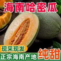 海南沙地哈密瓜头茬哈密瓜香甜多汁一藤一瓜海南直发