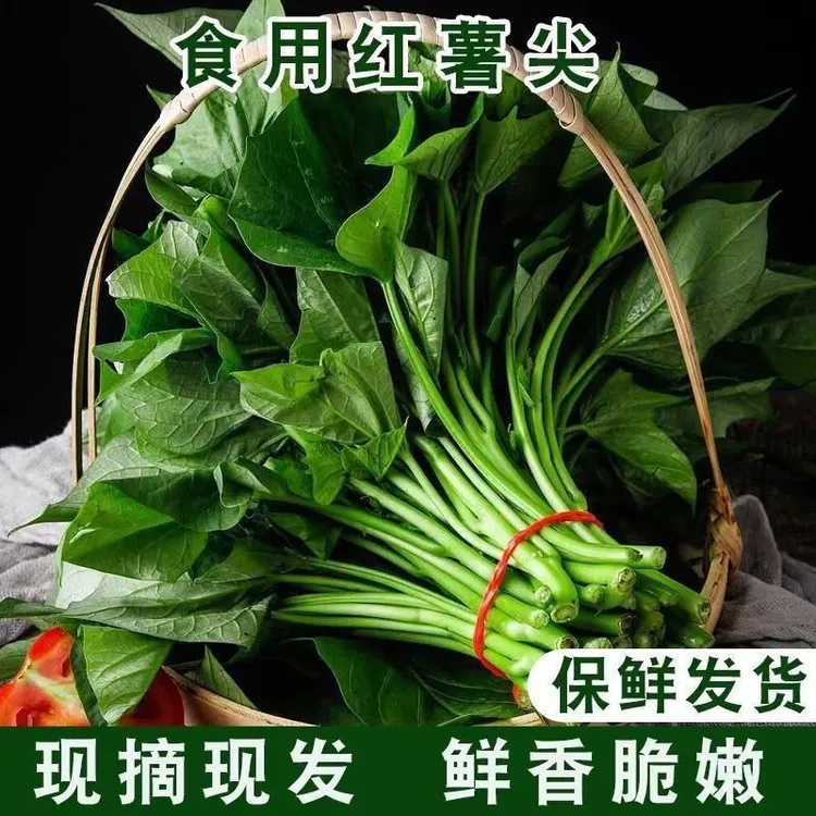 【顺丰包邮】重庆农家自种红薯红薯叶尖嫩尖新鲜现发叶梗均5斤
