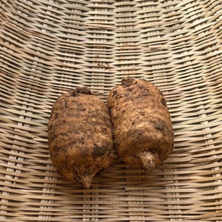 贵州屋脊赫章县高山种植新鲜乌天麻采挖带土发货坏果包赔煲汤泡酒