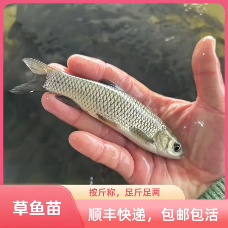 〖草鱼按斤称〗草鱼苗淡水冷水养殖活体鱼苗顺丰包邮