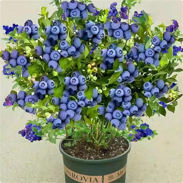 蓝莓树果苗盆栽带果带花苞花香苗地栽南方北方种植L25特大号果树