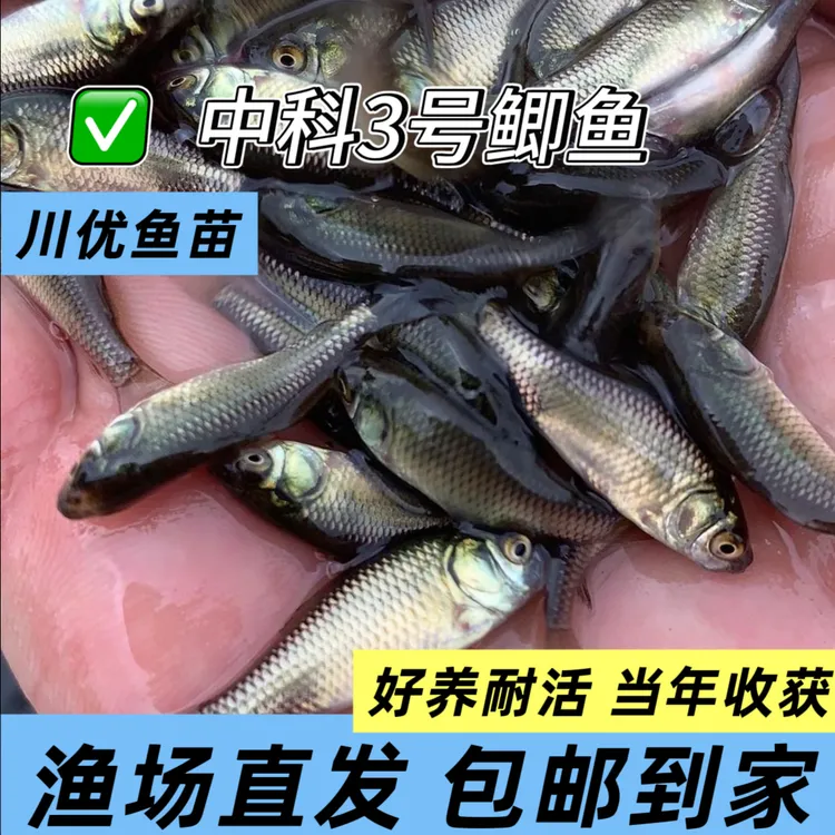 鲫鱼优质中科3号银鲫大板鲫淡水养殖好养耐活食用鱼饲料观赏鱼